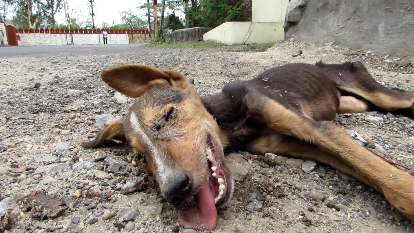 Puppy Collapsed On The Side Of The Road, What They Did Will Make You