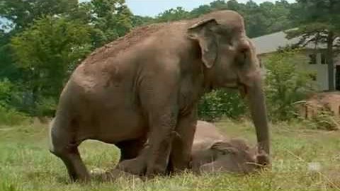 After 20 Years Apart These Elephants Reunite | Society Of Rock Videos