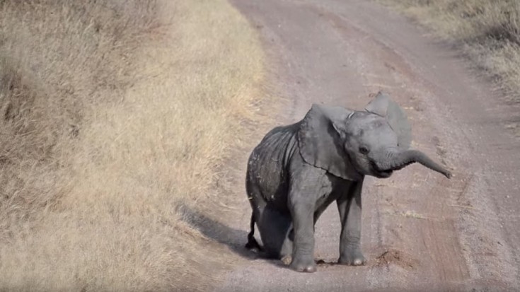Baby Elephant Scratching His Itch, Falls Over, Mom Just Ignores Lol Cutest Thing Ever | Society Of Rock Videos