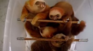 Baby Sloths Take Bath, Their Reactions Are The Cutest