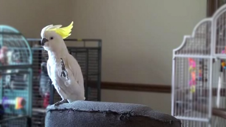 How This Bird Reacts To Michael Jackson’s Music Will Leave You In Awe | Society Of Rock Videos