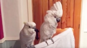 They Start Playing Elvis, Bird’s Reaction Is Adorable