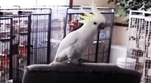 They Put On “Another One Bites The Dust”, This Bird’s Reaction Is Too Funny