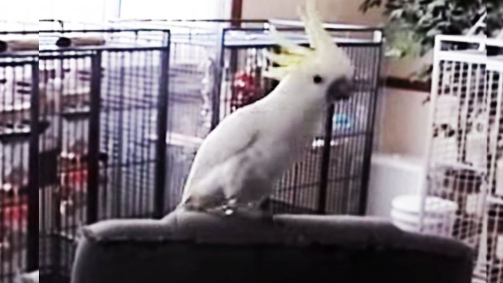 They Put On “Another One Bites The Dust”, This Bird’s Reaction Is Too Funny | Society Of Rock Videos