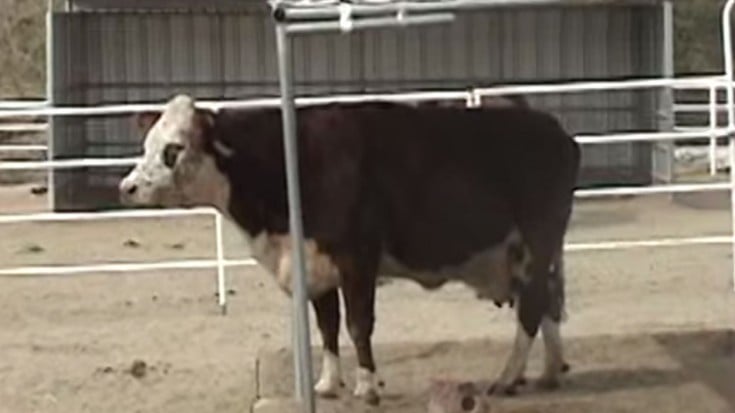 Mama Cow Cries All Night, Reaction To Seeing Her Young Again Is Priceless | Society Of Rock Videos