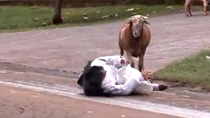Crazy Goat Attacks People And It’s Hilarious | Society Of Rock Videos