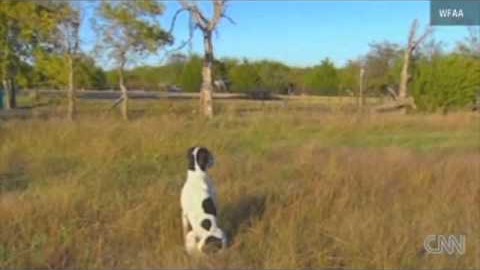 Dog Waits By The Road Every Single Day, The Reason Will Make You Cry | Society Of Rock Videos