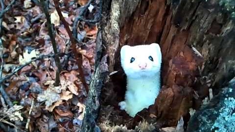 He Was Surprised When He Saw Something Pop Up From A Tree | Society Of Rock Videos