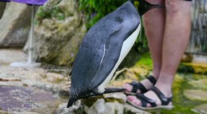 Penguin Refused To Swim, So Handler Went The Extra Mile And Did This