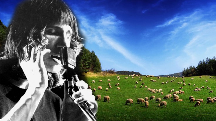 Only True Fans Will Recognize This Rare, Early Version Of Pink Floyd’s “Sheep”, Do You? | Society Of Rock Videos