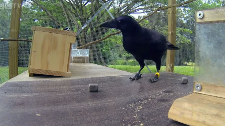 Extremely Smart Bird Solves Puzzle, Amazes Everyone | Society Of Rock Videos