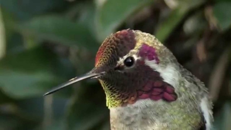 When This Hummingbird Turns Its Head, You’ll Be Pleasantly Surprised | Society Of Rock Videos