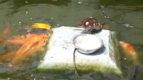 You HAVE To See What This Duckling Does To The Fishes! | Society Of Rock Videos
