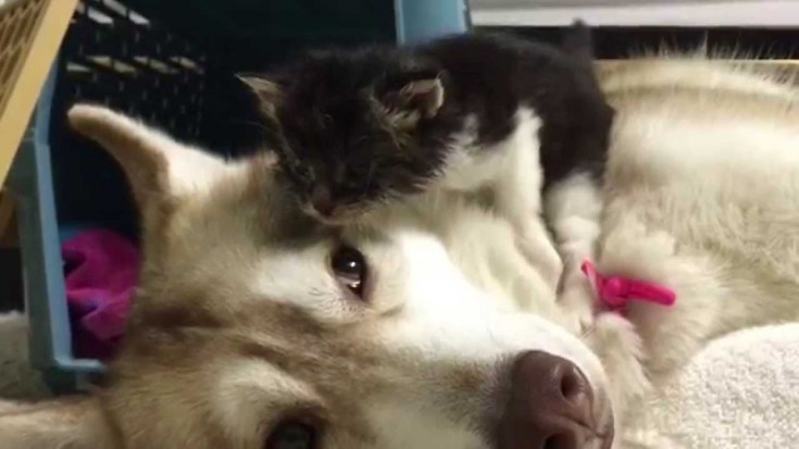 You Won’t Believe How This Husky Treated The New Kitten | Society Of Rock Videos