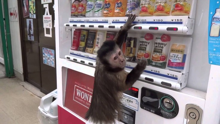 This Monkey Wanted Grape Juice, So He Did This | Society Of Rock Videos