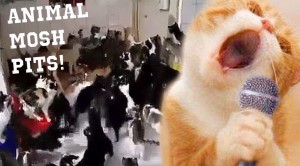 10 Animals Open Up Mosh Pits, And It’s Amazing