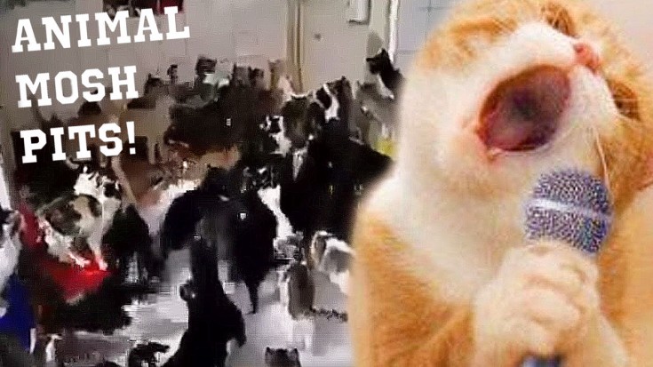 10 Animals Open Up Mosh Pits, And It’s Amazing | Society Of Rock Videos