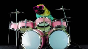 Drumming Pug Gives Metallica’s Lars Ulrich A Run For His Money