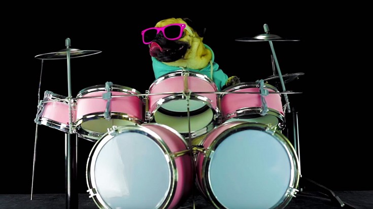 Drumming Pug Gives Metallica’s Lars Ulrich A Run For His Money | Society Of Rock Videos