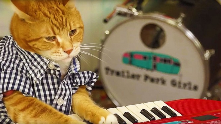Adorable Keyboard Kitty Jams To “96 Tears”, And We Can’t Stop Laughing | Society Of Rock Videos