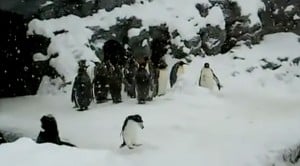 Hyper Penguin Dances To Heavy Metal, And Its Hilarious