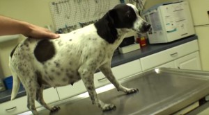 Happy, Pregnant Dog Was To Be Put Down, But This Vet Stepped In