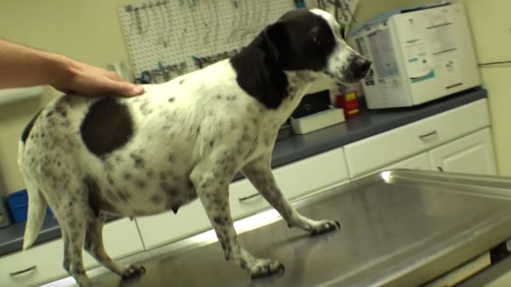 Happy, Pregnant Dog Was To Be Put Down, But This Vet Stepped In | Society Of Rock Videos