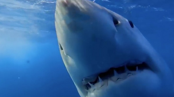 He Dropped This In The Water, But The Sharks’ Reactions Are Terrifying | Society Of Rock Videos