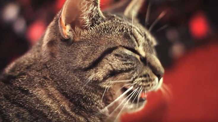 Cat Hears Music, And His Reaction Is Priceless! | Society Of Rock Videos