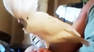 This Bird Seriously LOVES AC/DC- You Won’t Believe What He Does!