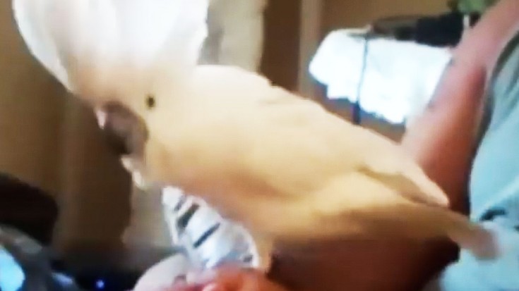 This Bird Seriously LOVES AC/DC- You Won’t Believe What He Does! | Society Of Rock Videos