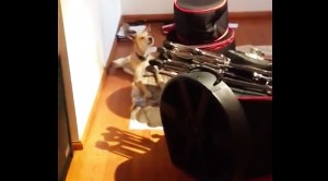 Guy Plays The Blues, His Dog’s Reaction? I Still Can’t Stop Laughing!