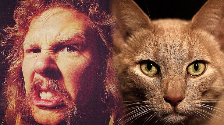 Metallica Get Cat-tastic Make-Over In This Purrfect Parody! | Society Of Rock Videos