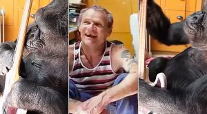 Flea Hands His Bass To Gorilla | Proceeds To Put A Smile On Everyone’s Face
