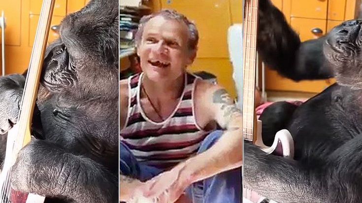 Flea Hands His Bass To Gorilla | Proceeds To Put A Smile On Everyone’s Face | Society Of Rock Videos