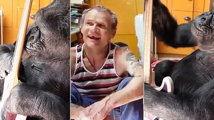 Flea Hands His Bass To Gorilla | Proceeds To Put A Smile On Everyone’s Face | Society Of Rock Videos