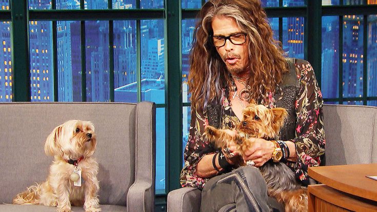 Steven Tyler’s Dogs Unexpectedly Crash His Interview And Steal The Show—This Is Hilarious! | Society Of Rock Videos