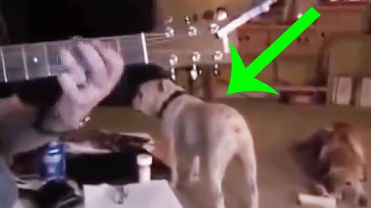 Keep Your Eye On This Dog When His Owner Starts Playing A Rock Song… | Society Of Rock Videos