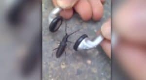 He Kindly Shared His Earphones With A Bug – Never Expected What Happened Next To Go Viral