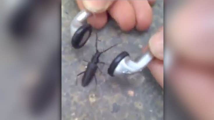 He Kindly Shared His Earphones With A Bug – Never Expected What Happened Next To Go Viral | Society Of Rock Videos