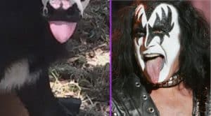 This Cow Looks Startlingly Like Gene Simmons, And The Internet Is Freaking Out