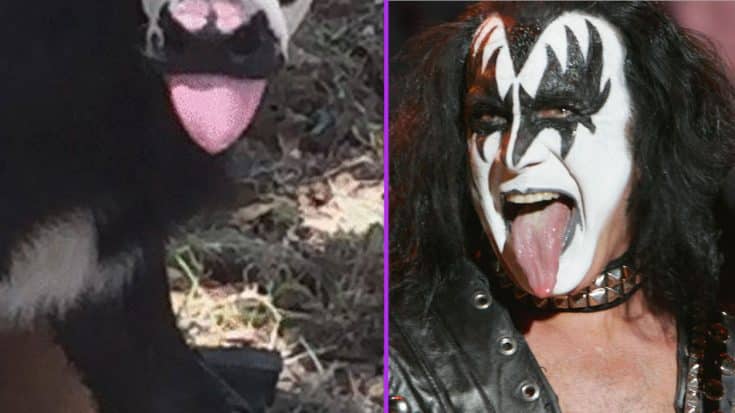 This Cow Looks Startlingly Like Gene Simmons, And The Internet Is Freaking Out | Society Of Rock Videos