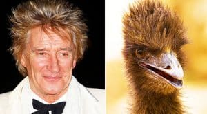 10+ Animals That Totally Look Like Your Favorite Rock Legends