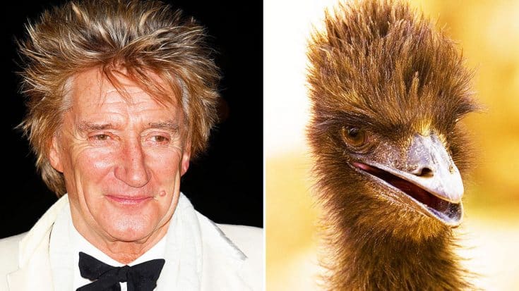 10+ Animals That Totally Look Like Your Favorite Rock Legends | Society Of Rock Videos