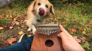 This Guy Plays “Can’t Help Falling In Love” On A Kalimba To His Dog And It’s Too Cute To Handle!