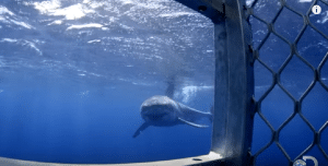 Apparently, Death Metal Attracts Sharks – A Film Crew Finds Out How
