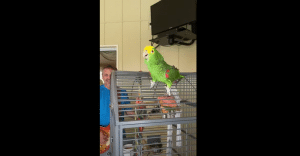 Watch A Parrot Sing Led Zeppelin, Van Halen And More