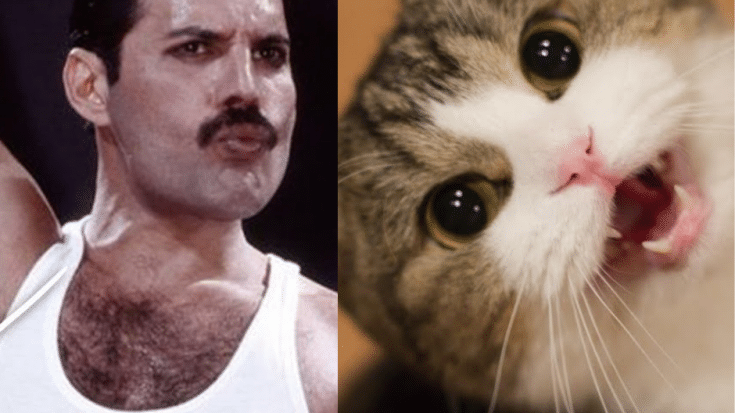 A Cat Is Going Viral For Looking Like Freddie Mercury | Society Of Rock Videos