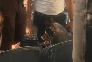 Pawesome Story: Dog Runs Away, Attends Full Metallica Concert