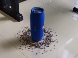 Ants Unleash a Circle Pit Formation to AC/DC’s ‘Thunderstruck — Watch